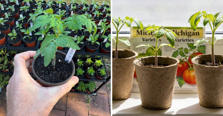 Michigan Gardeners Who Skip This Step In May End Up Replanting Their Tomatoes By June