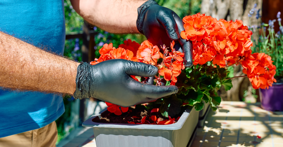 hands on geranium