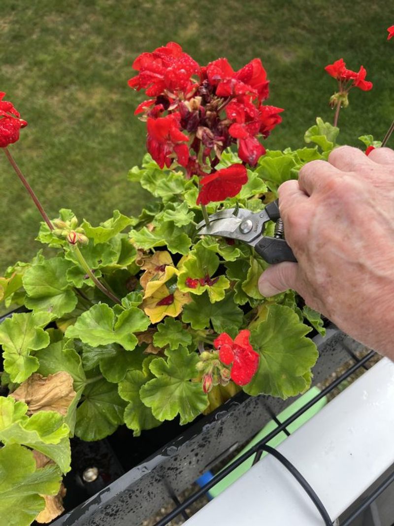 Michigan Geraniums Need This Before Summer Heat Arrives
