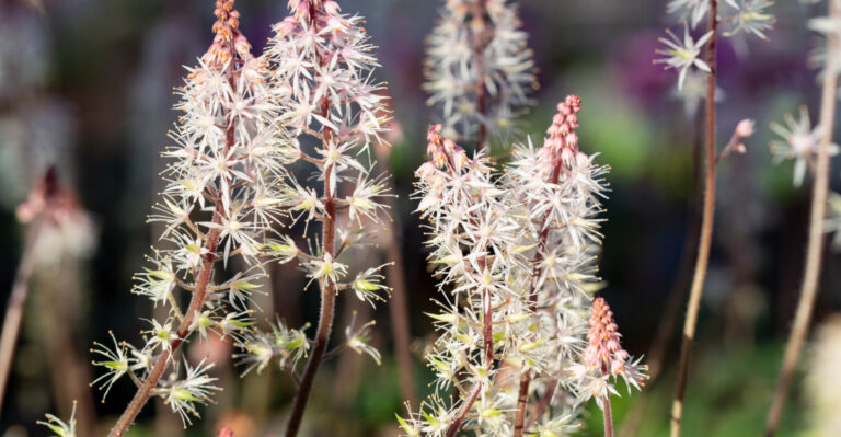foamflower closeup