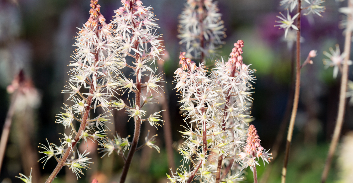 foamflower closeup