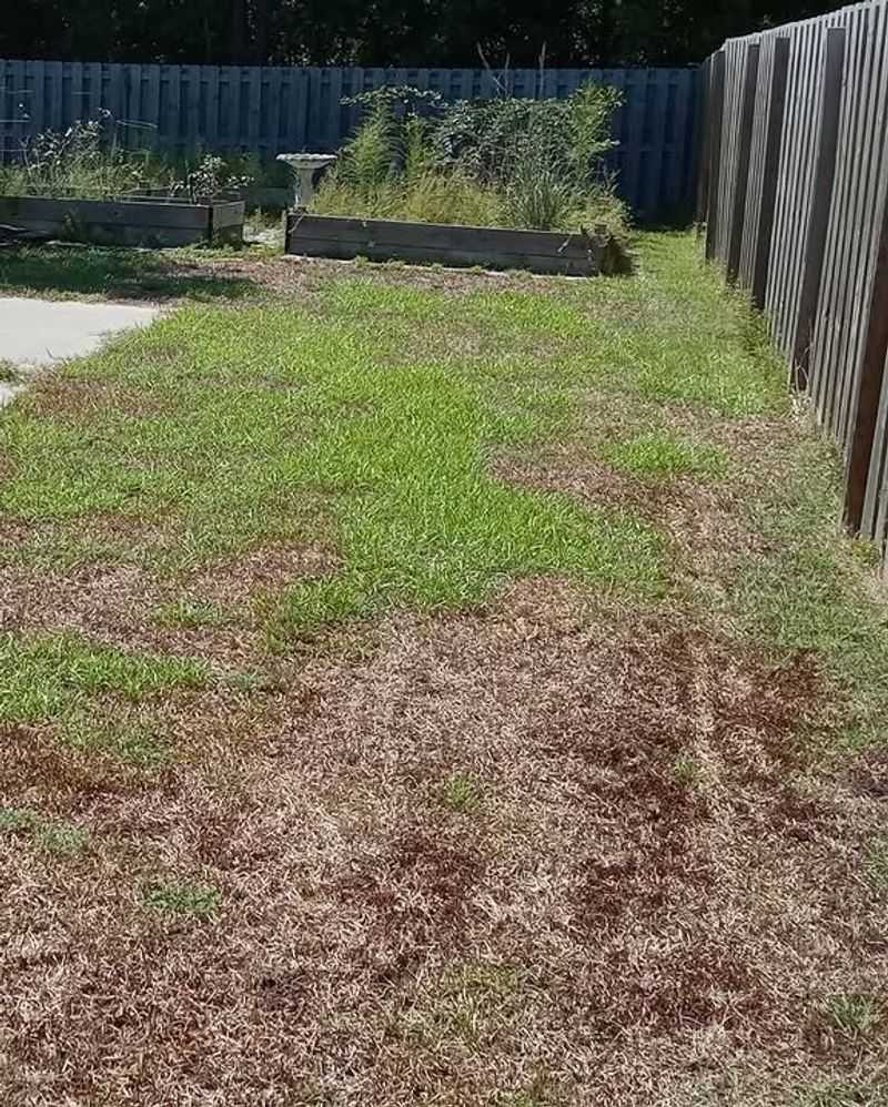 Michigan Lawns Can Look Water Stressed Even When Soil Still Feels Moist Michigan Lawns Can Look Water Stressed Even When Soil Still Feels Moist