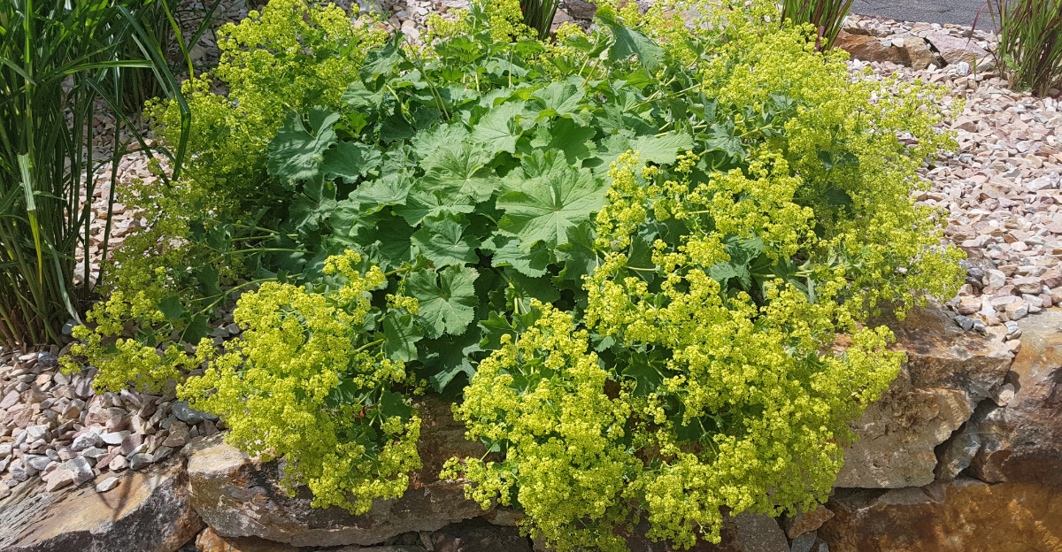 lady's mantle