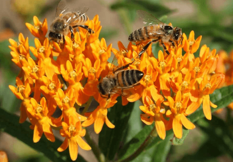 Michigan Pollinators Depend On Butterfly Weed Through Summer