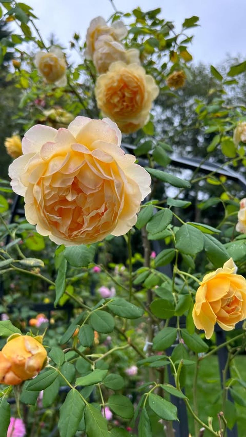 Michigan Roses Often Get Too Much Nitrogen And Not Enough Flowers Michigan Roses Often Get Too Much Nitrogen And Not Enough Flowers