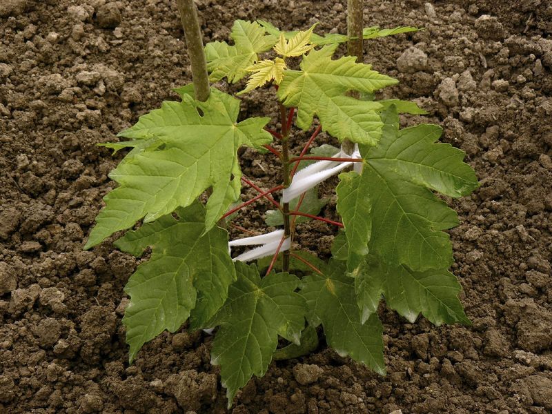 A Wide Planting Hole Helps Sugar Maple Roots
