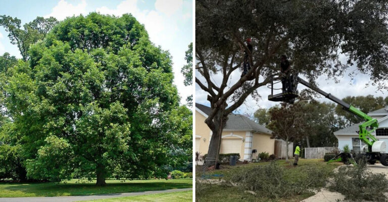 Michigan Trees Homeowners Can Be Fined For Cutting Down Without A Permit