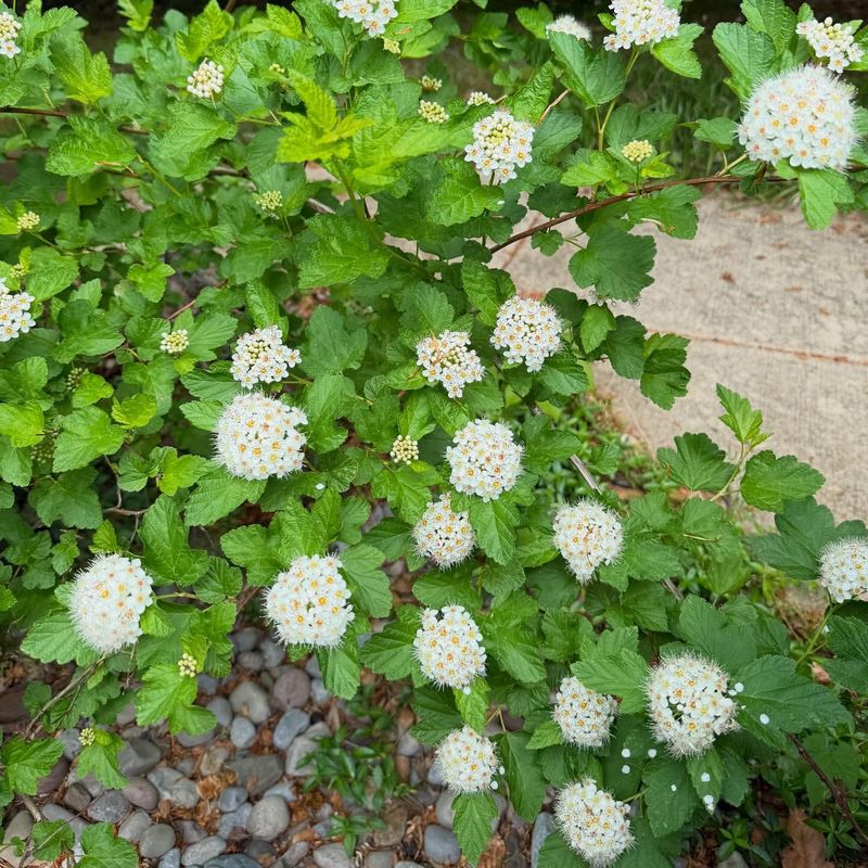 Michigan Wildlife Benefits From Older Larger Ninebark Shrubs
