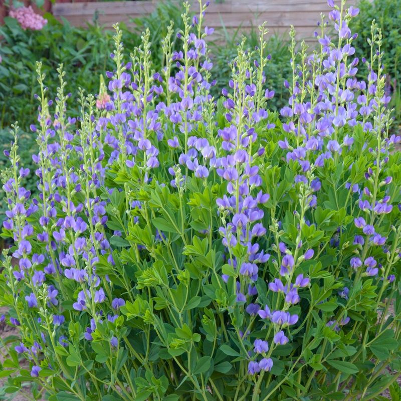 Michigan Winters Actually Help Wild Blue Indigo Perform Better