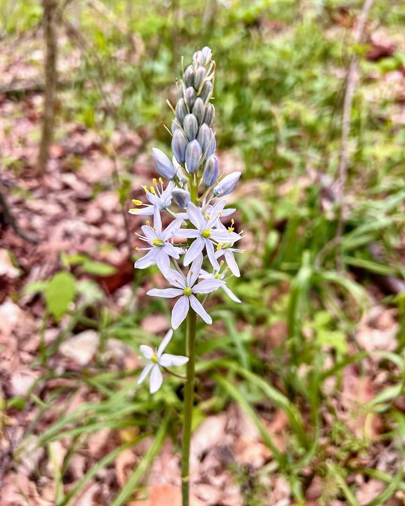 Michigan Winters Support The Bulb's Natural Dormancy Cycle