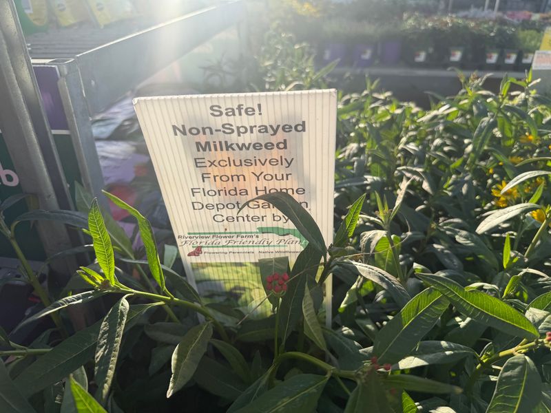 Milkweed Labels Need Extra Care In Florida