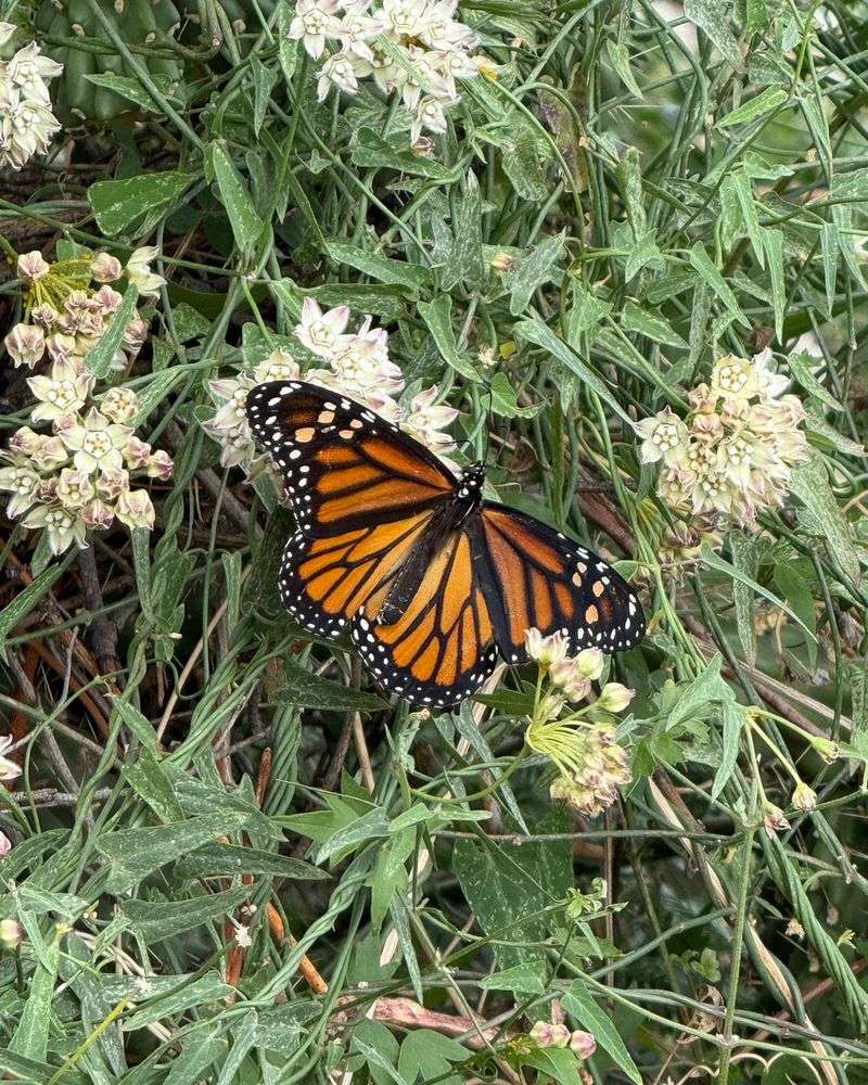 Milkweed Supports Caterpillars And Adult Butterflies