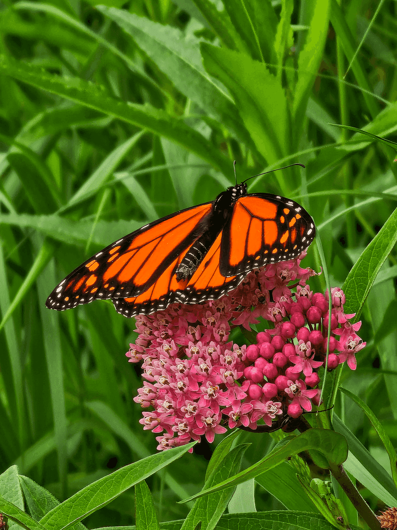 Milkweed