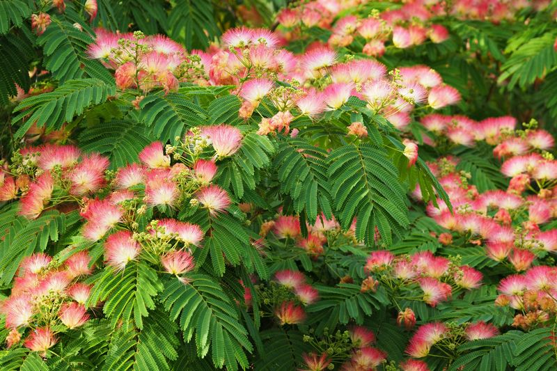 Mimosa Tree