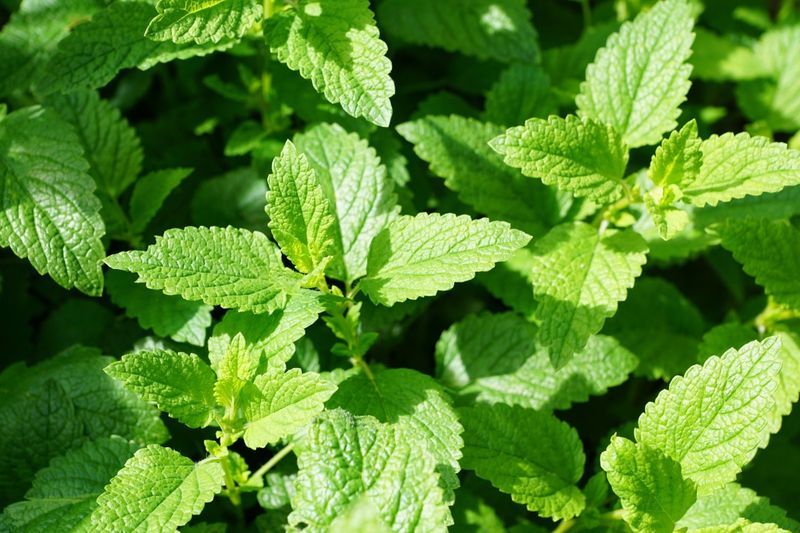 Mint Mint
