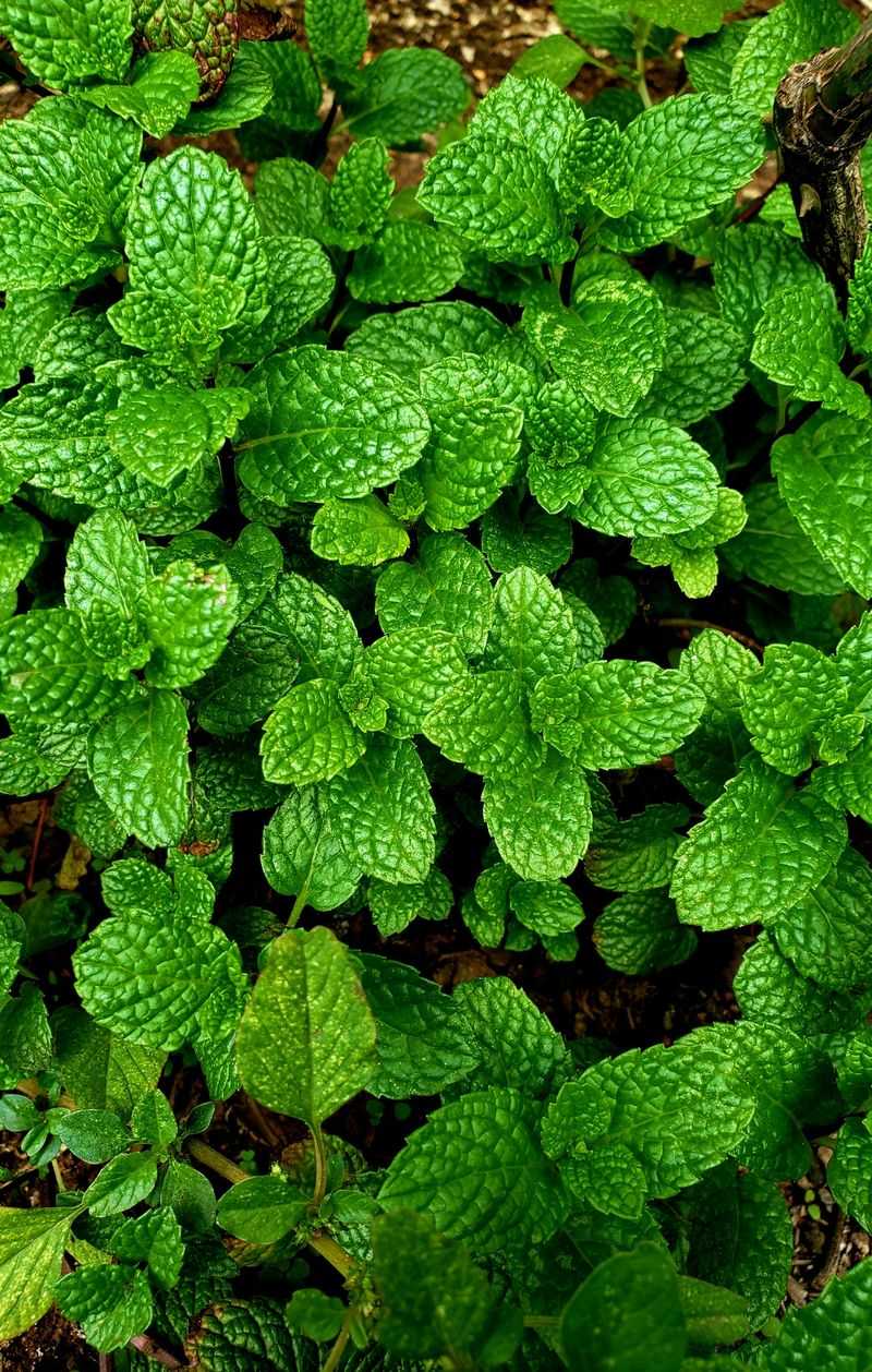 Mint