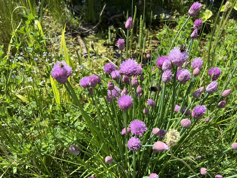 Mint And Chives Fill Patio Pots Quickly During Warm Weather