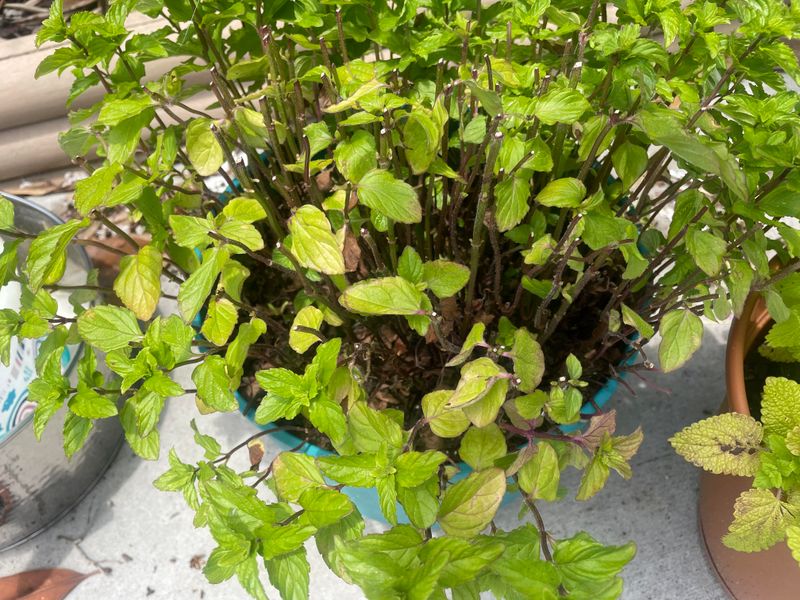 Mint And Lemon Balm Need Their Own Container
