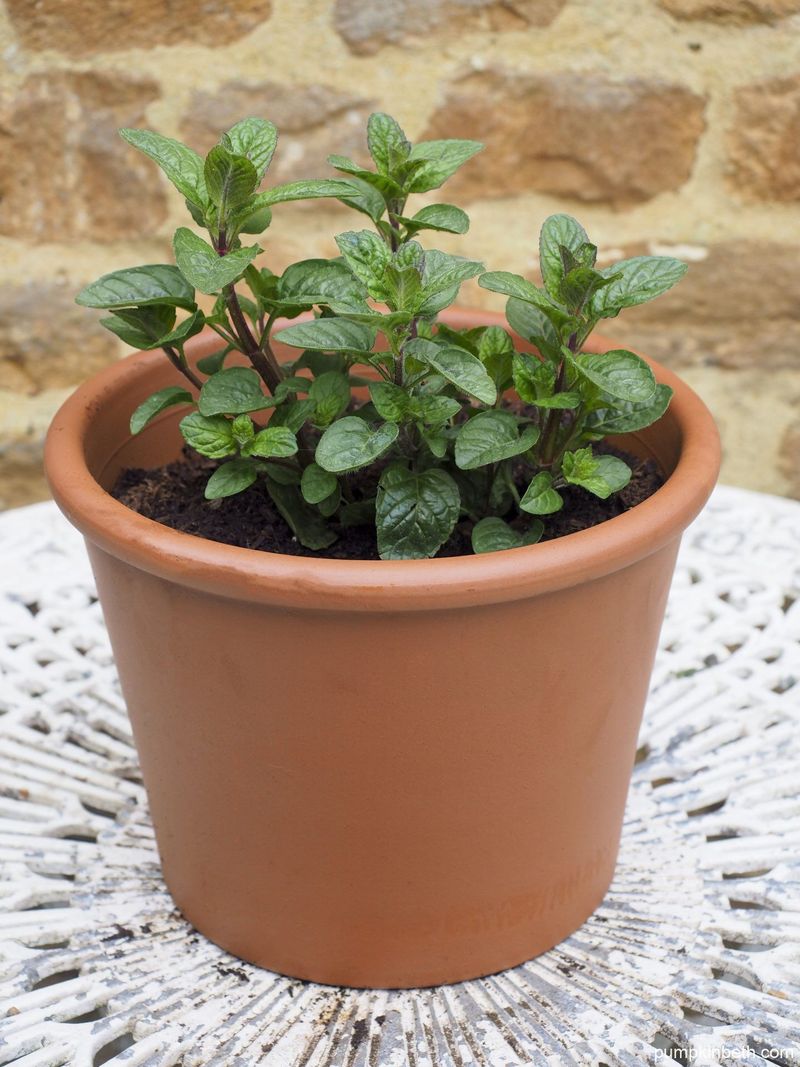 Mint Belongs In A Pot Near The Garden