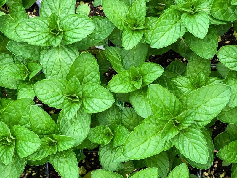 Mint Fills Containers With Fresh Leaves