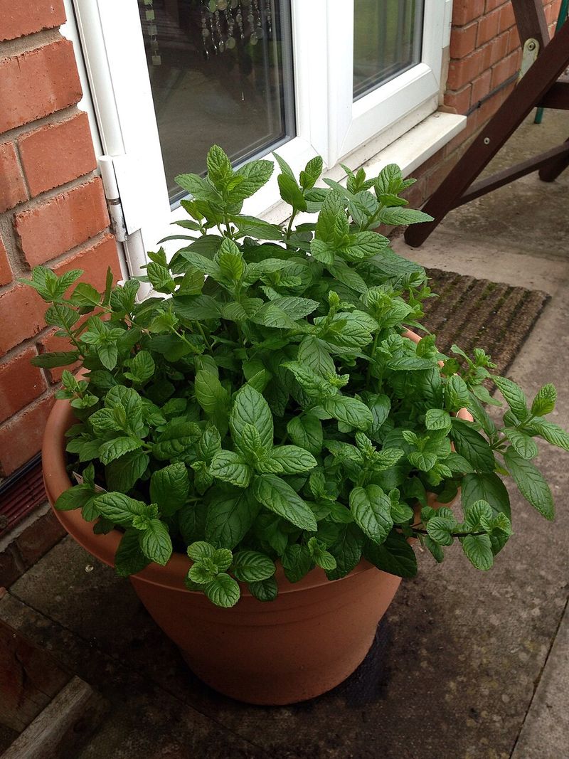Mint Flowers Belong In Pots, Not Loose In The Garden Mint Flowers Belong In Pots, Not Loose In The Garden