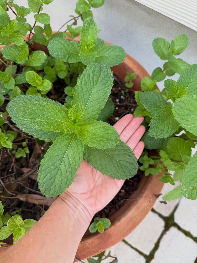 Mint Flowers Bring Butterflies With A Fresh Scent