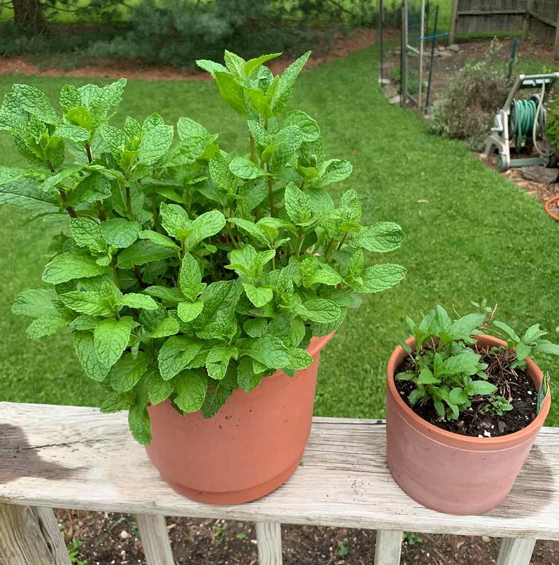 Mint Grows Fast And Stays Handy In Pots