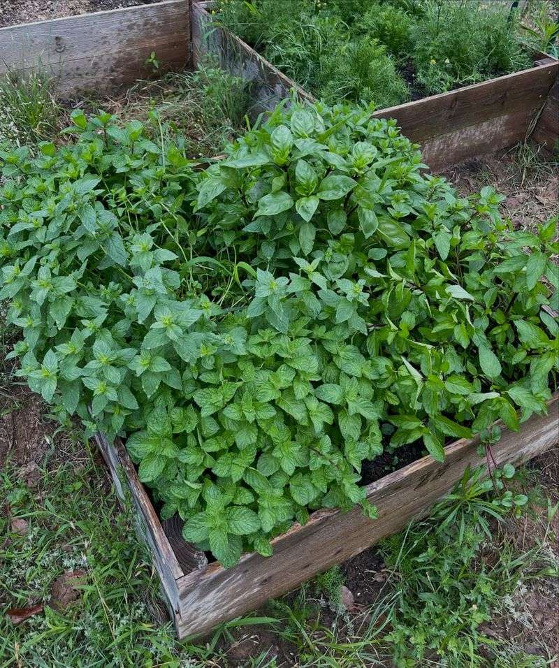 Mint Leaves Leave Strong Smells Around Garden Edges Mint Leaves Leave Strong Smells Around Garden Edges