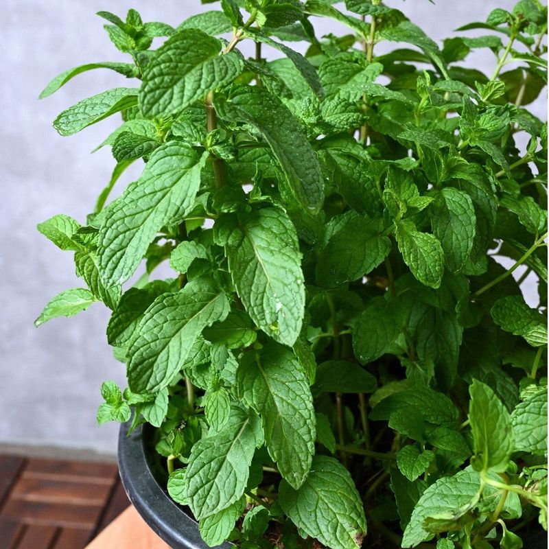 Mint (Mentha Spp.)
