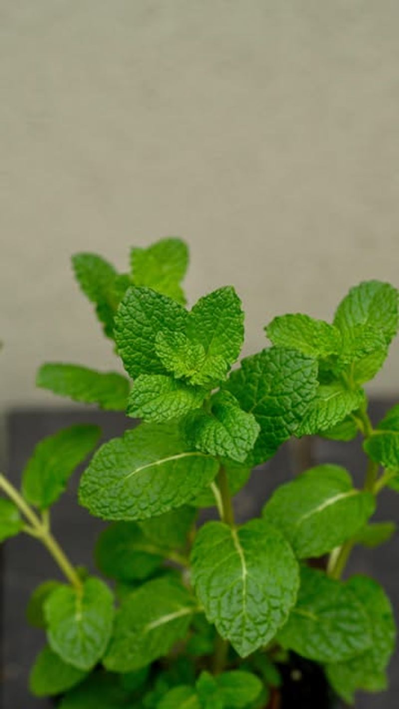 Mint (Mentha spp.)