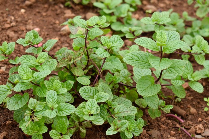 Mint (Mentha spp.)
