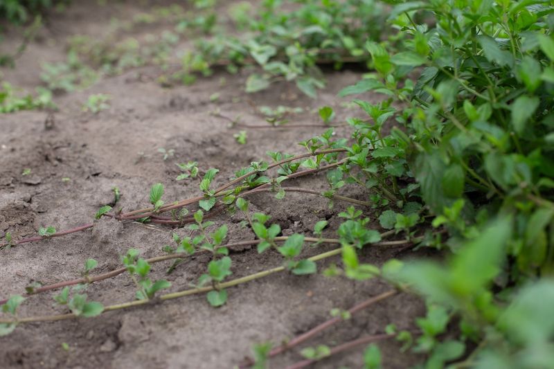 Mint Never Stays In The Spot You Gave It