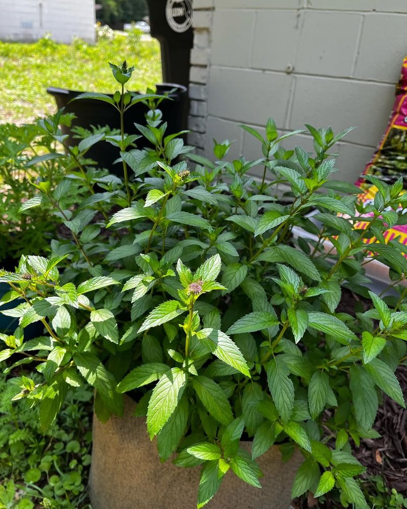 Mint Produces A Sharp Herbal Aroma In Containers