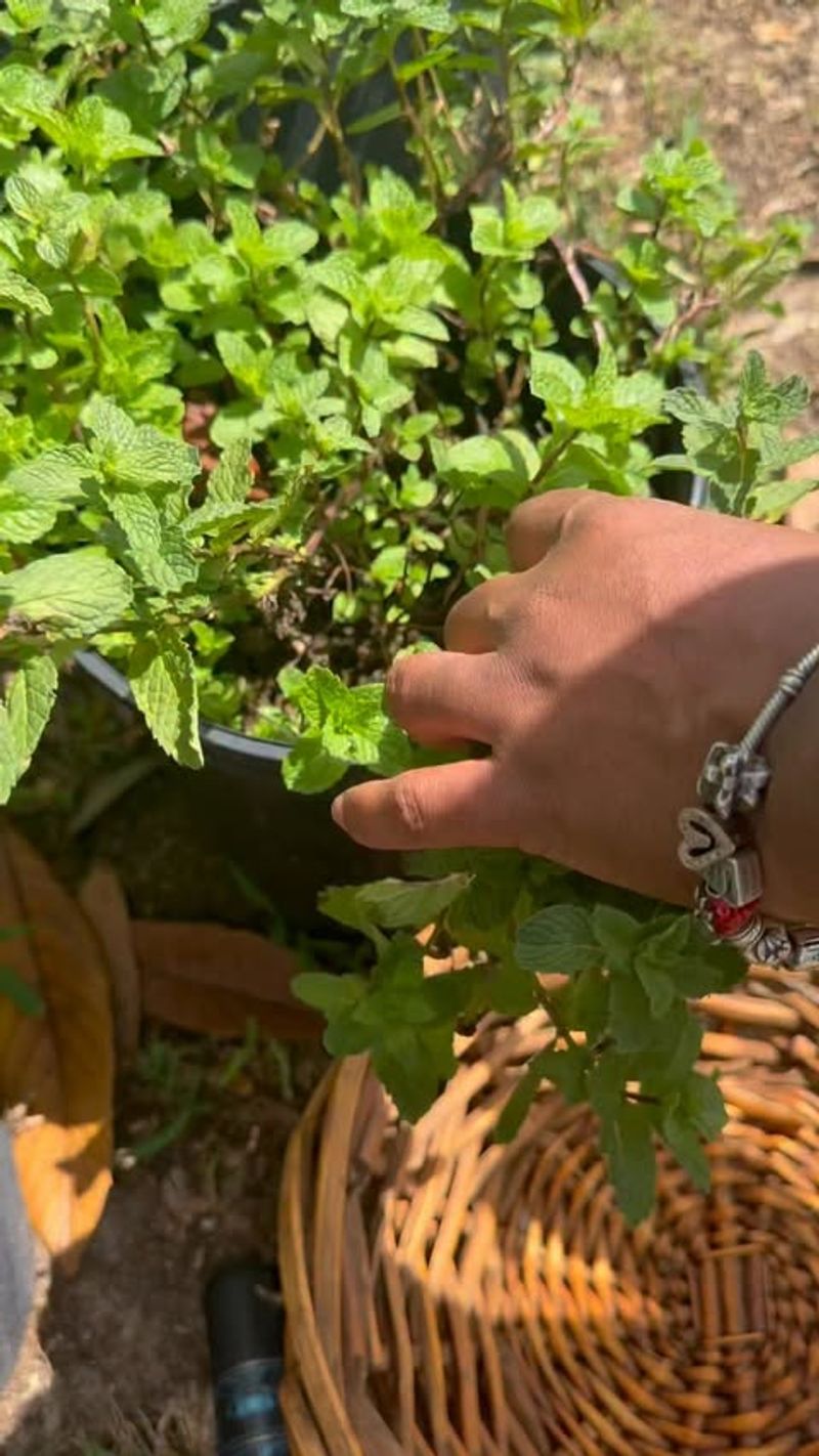 Mint Produces More Than Most Gardeners Expect