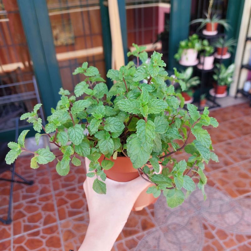 Mint Smells Fresh But Needs A Container To Behave