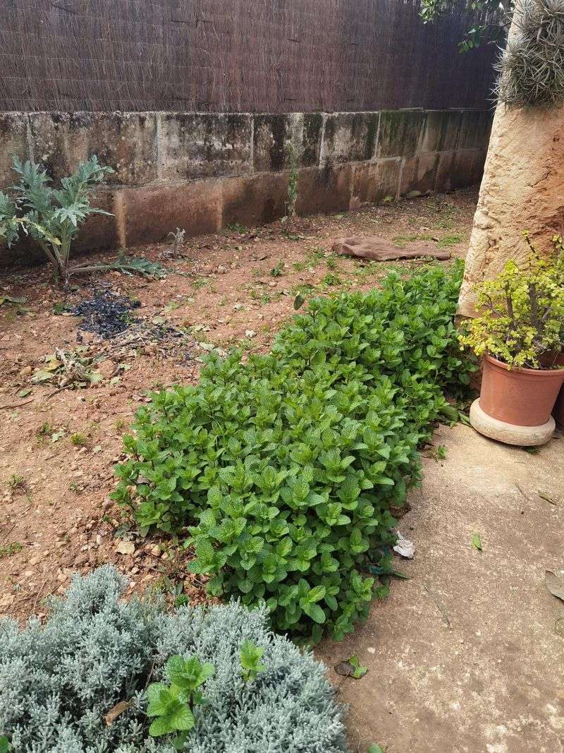 Mint Spreads Fast And Overpowers Rosemary Roots Mint Spreads Fast And Overpowers Rosemary Roots