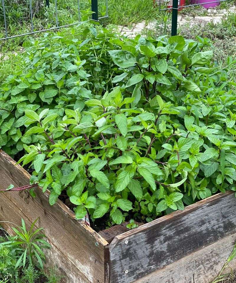 Mint Spreads Faster Than Most Gardeners Expect Mint Spreads Faster Than Most Gardeners Expect