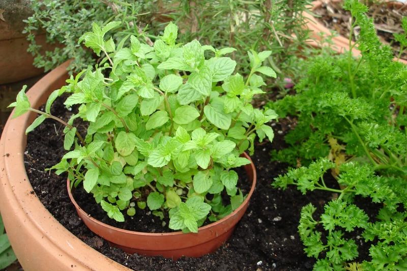 Mint Spreads Quickly Without Needing Oversized Pots Mint Spreads Quickly Without Needing Oversized Pots