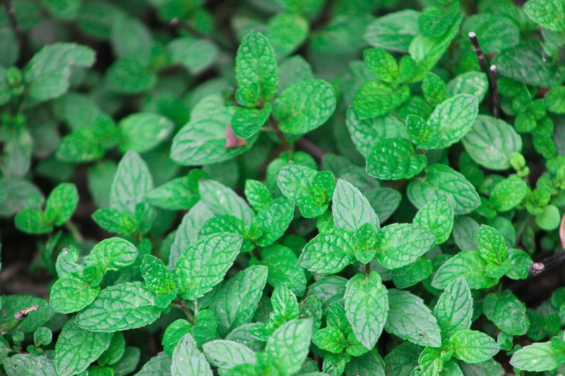 Mint Spreads Too Fast For Rosemary's Space