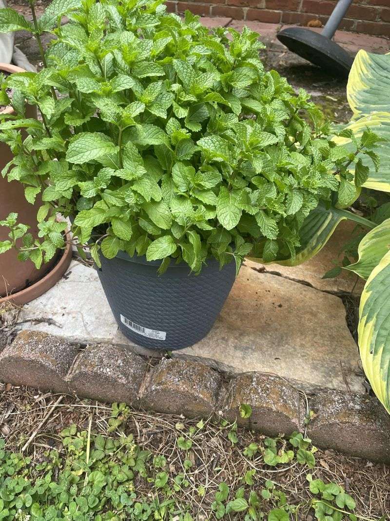 Mint Thrives Where Other Herbs Struggle