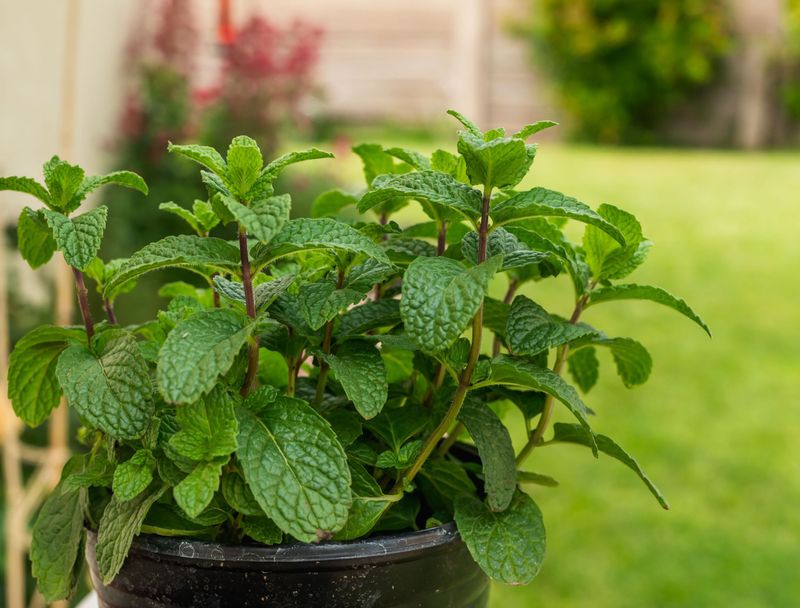 Mint Works Best When It's Trapped In A Pot