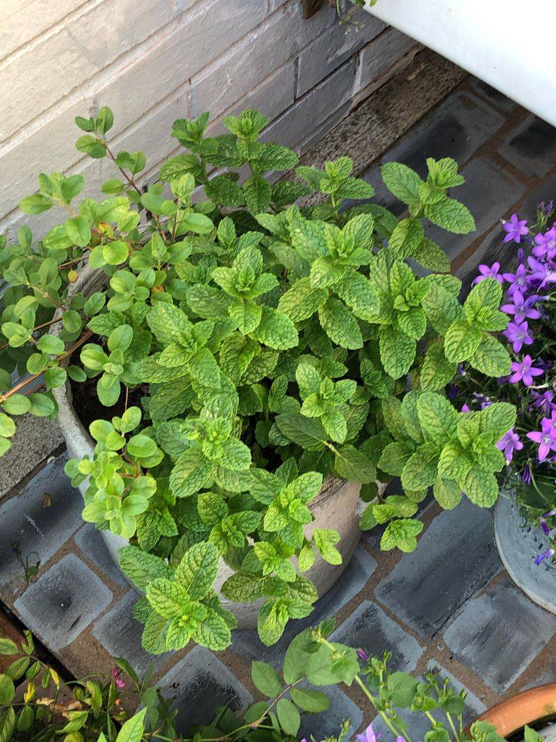 Mint Works Best When Kept In Pots