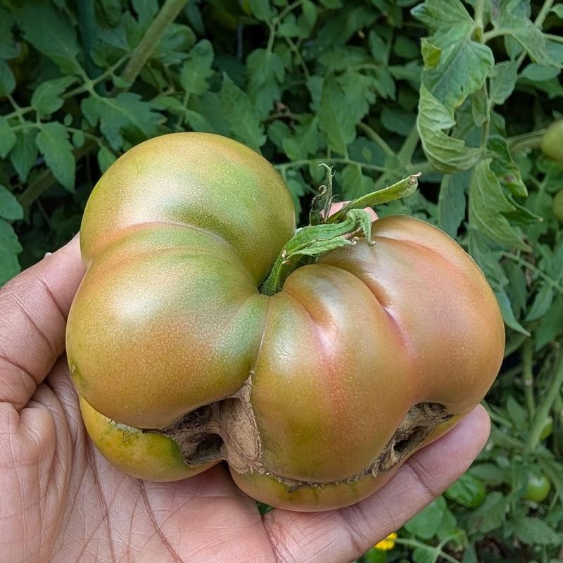 Misshapen Or Prematurely Ripening Fruit