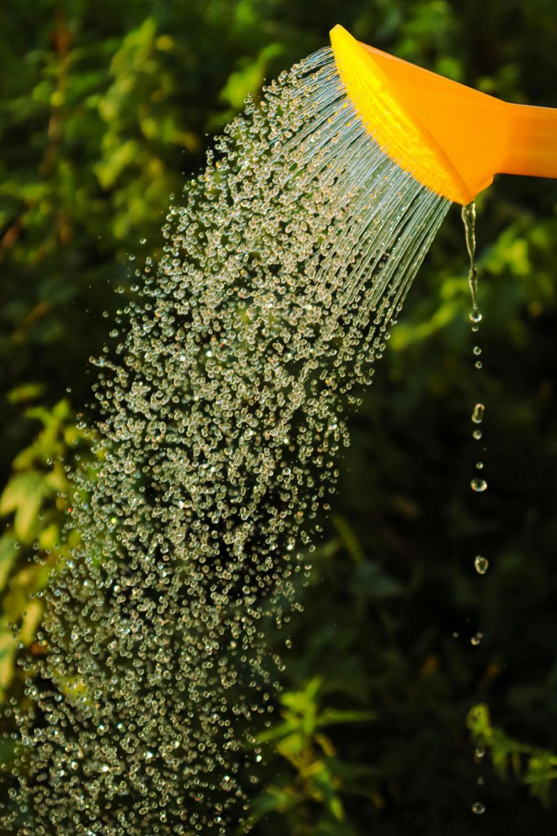 Missing A Regular Watering Schedule