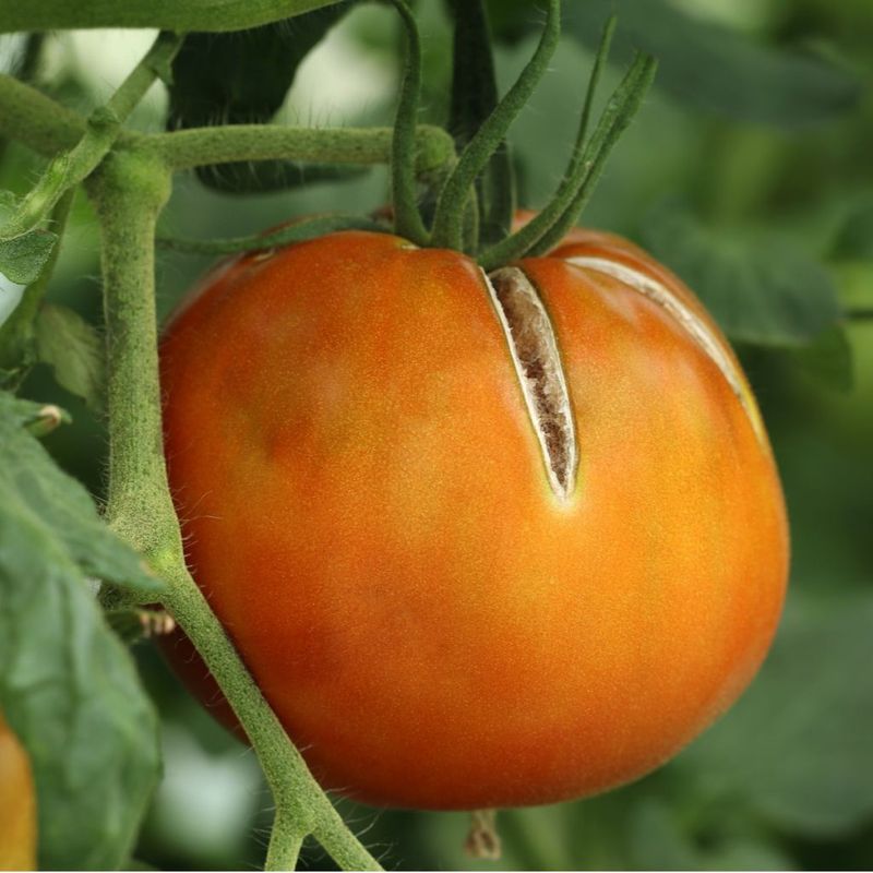 Missing Calcium In Your Soil
