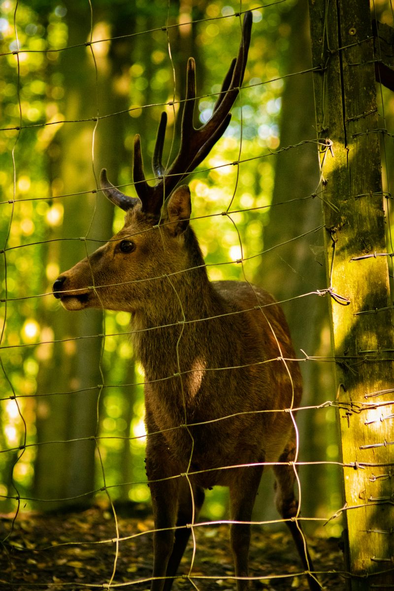 Missing Deer Fencing Around Your Yard