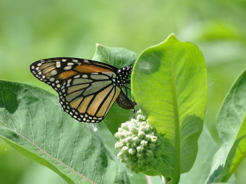 Missing Milkweed Leaves Fewer Egg Laying Spots