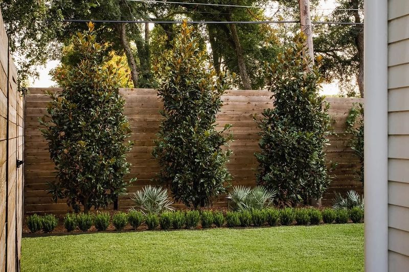 Missing The Barrier Between Your Lawn And Wooded Areas