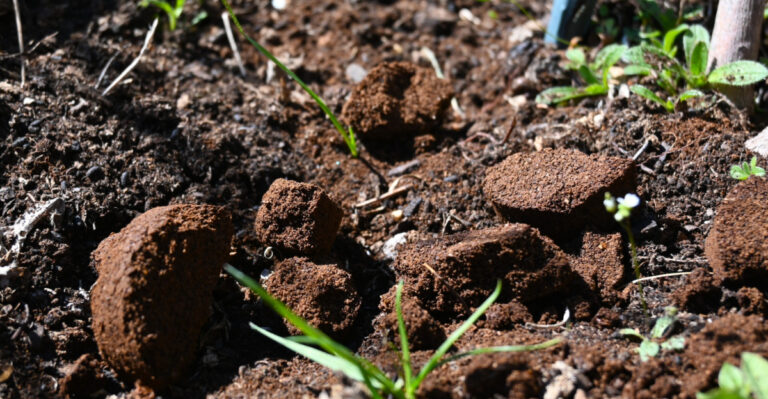 Missouri Gardeners Start Adding This To Their Compost In June And End Up With Richer Soil By Fall