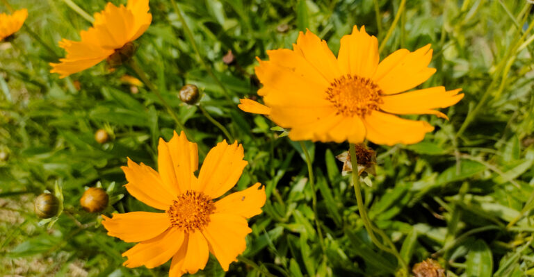 Missouri Gardens Feel More Alive With These Native Perennials
